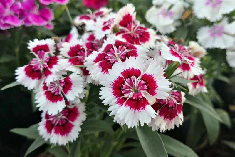 CLAVEL ENANO - Imagen 3