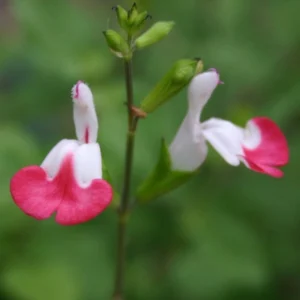 Salvia Microphylla