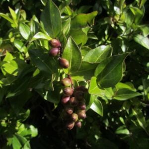 Lamulahuén (Griselinia racemosa)