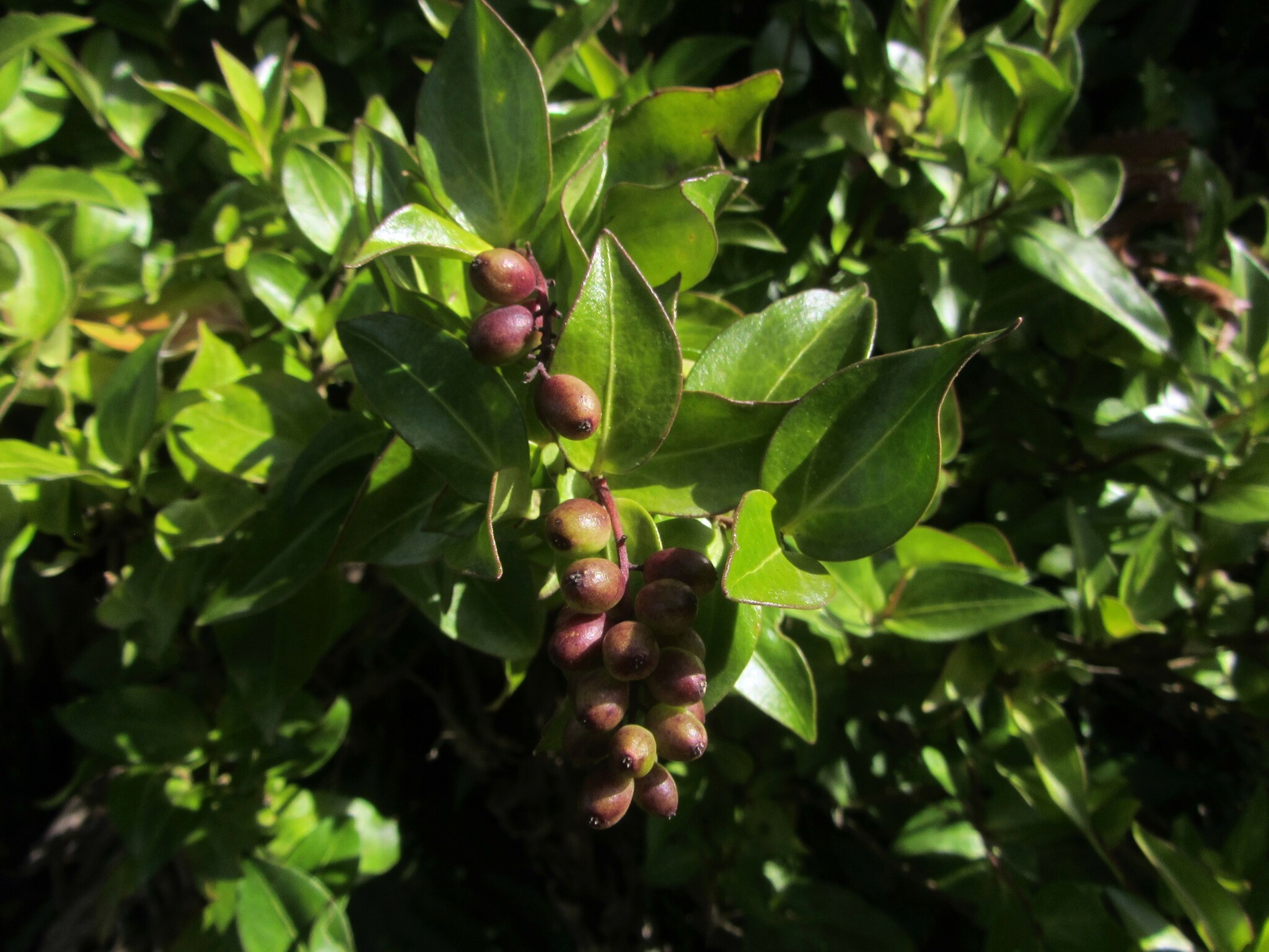 Lamulahuén (Griselinia racemosa)
