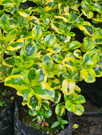 COPROSMA AMARILLO - Imagen 2