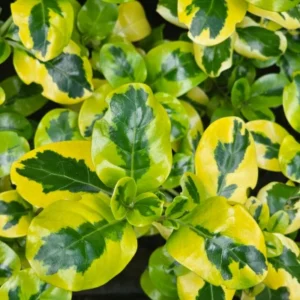 COPROSMA AMARILLO