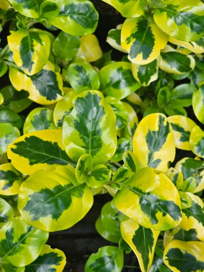 COPROSMA AMARILLO