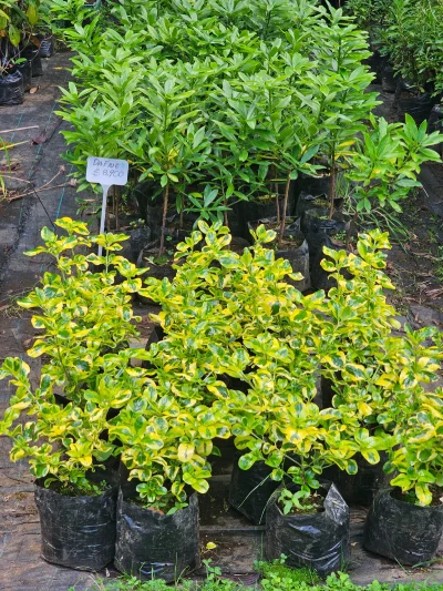 COPROSMA AMARILLO - Imagen 3