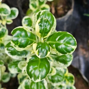 COPROSMA BLANCO