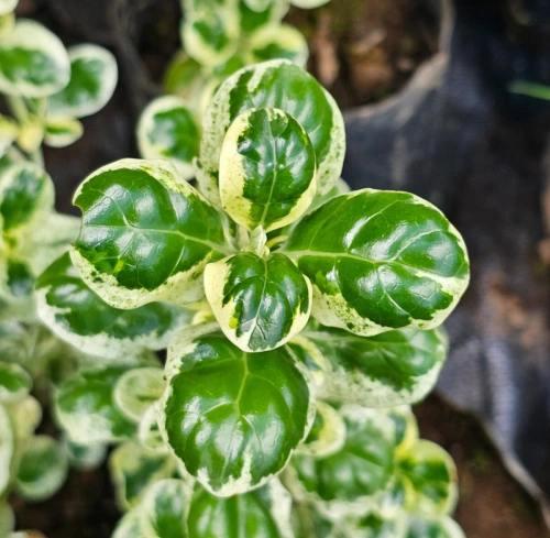 COPROSMA BLANCO