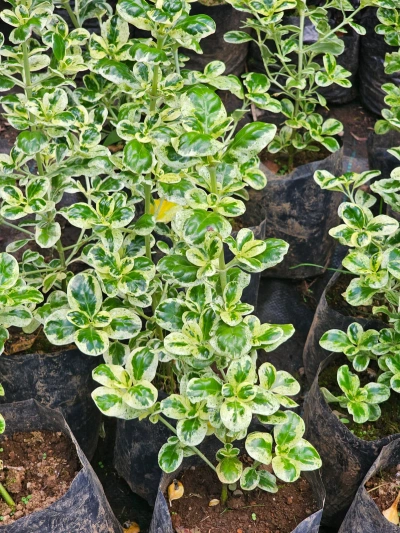 COPROSMA BLANCO - Imagen 2