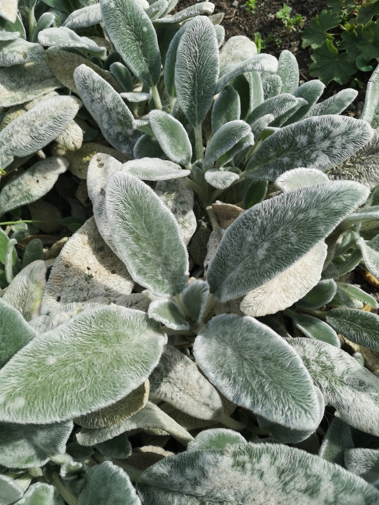 Oreja de Conejo