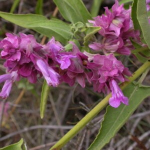 Salvia Canariensis