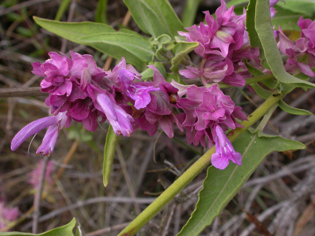 Salvia Canariensis