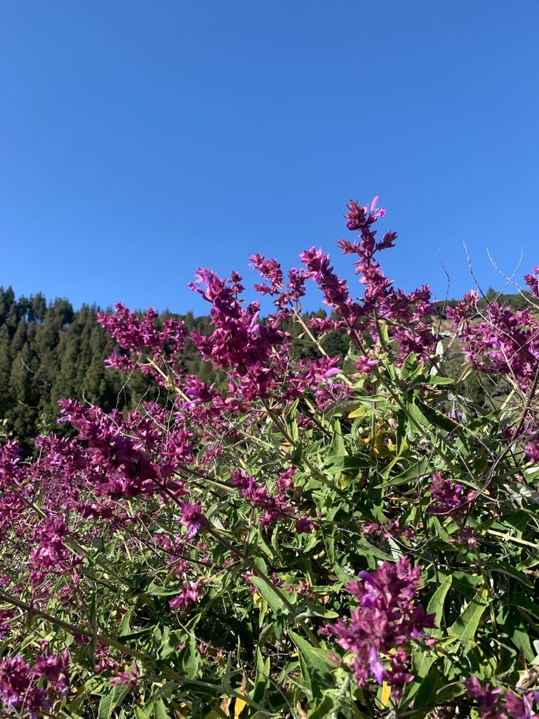 Salvia Canariensis - Imagen 2
