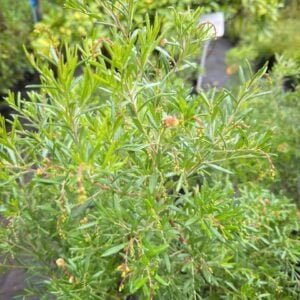 Grevillea Gracilis