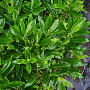 VERONICA BRILLANTISIMA