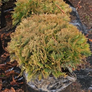 THUJA DANICA ENANA