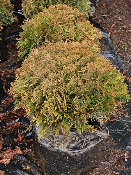 THUJA DANICA ENANA