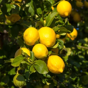 LIMON EUREKA