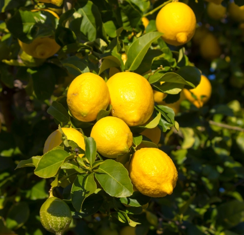 LIMON EUREKA