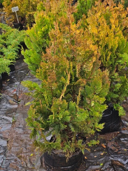 THUJA PLUMA DORADA - Imagen 2