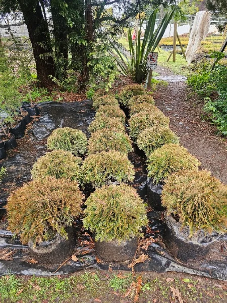 THUJA DANICA ENANA - Imagen 2