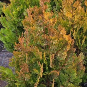 THUJA PLUMA DORADA