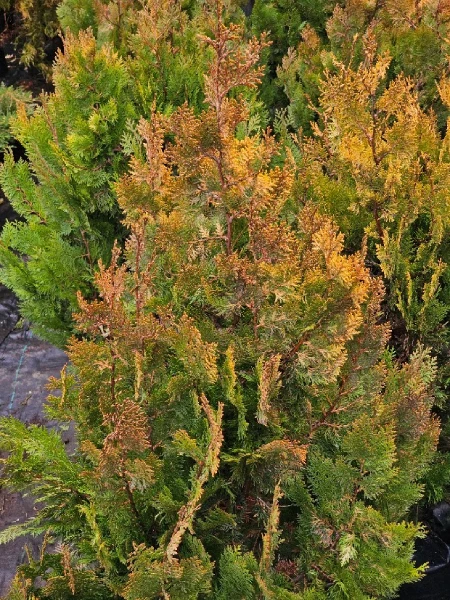 THUJA PLUMA DORADA