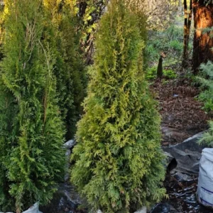 THUJA OCCIDENTALIS SMARAGD