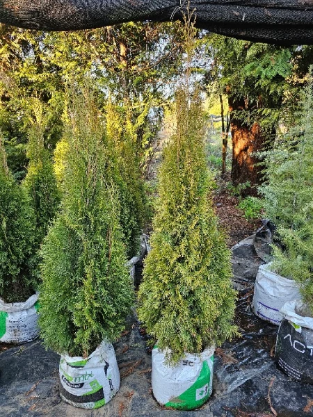 THUJA OCCIDENTALIS SMARAGD - Imagen 2