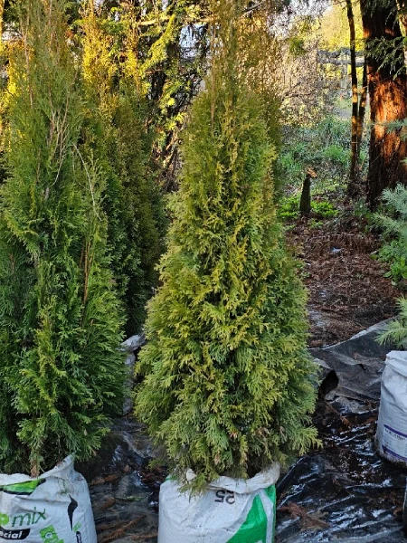 THUJA OCCIDENTALIS SMARAGD